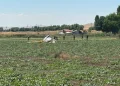 Ankarada təlim helikopteri qəzaya uğradı: pilot həlak oldu – FOTO