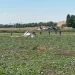 Ankarada təlim helikopteri qəzaya uğradı: pilot həlak oldu – FOTO