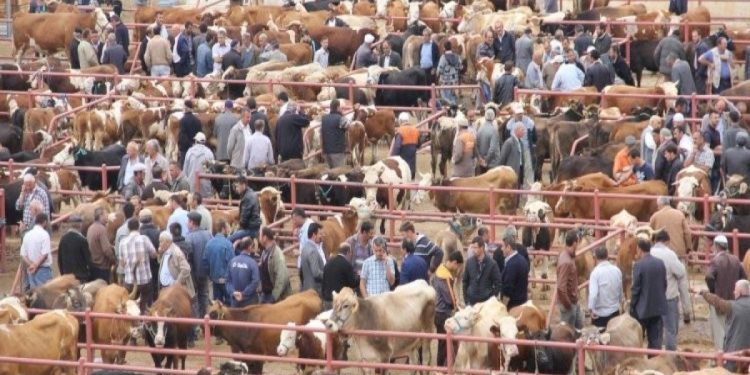 Azərbaycanda 14 heyvan bazarı yenidən fəaliyyətə başladı