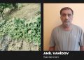 Göyçayda həyətində çətənə plantasiyası salan şəxs həbs edildi