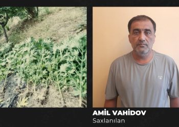 Göyçayda həyətində çətənə plantasiyası salan şəxs həbs edildi