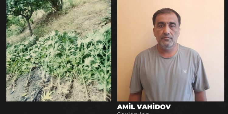 Göyçayda həyətində çətənə plantasiyası salan şəxs həbs edildi