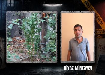 Göyçayda narkotik tərkibli bitkilər yetişdirən şəxs saxlanılıb