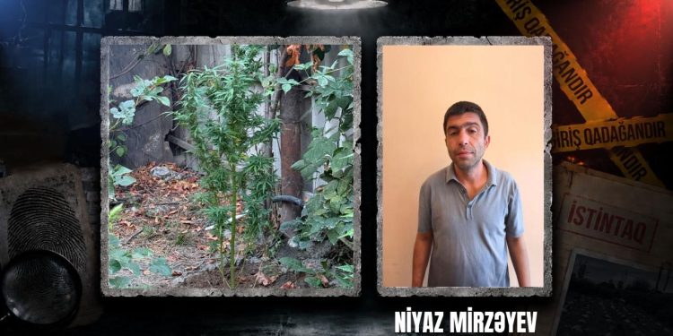 Göyçayda narkotik tərkibli bitkilər yetişdirən şəxs saxlanılıb