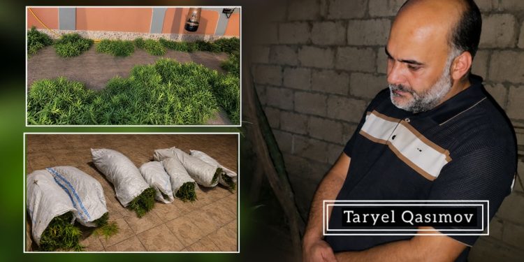Sabirabadda narkotik tərkibli bitkilər yetişdirən 47 yaşlı kişi tutulub