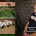 Sabirabadda narkotik tərkibli bitkilər yetişdirən 47 yaşlı kişi tutulub