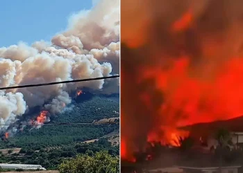 Türkiyədə meşə yanğınları ilə bağlı son vəziyyət açıqlandı