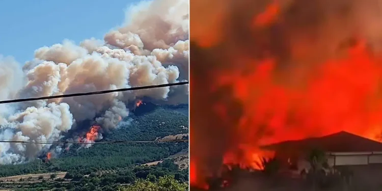 Türkiyədə meşə yanğınları ilə bağlı son vəziyyət açıqlandı