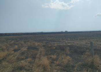 Bölgələrdə yanğınlara səbəb olan 5 nəfər məsuliyyətə cəlb olunub – FOTO
