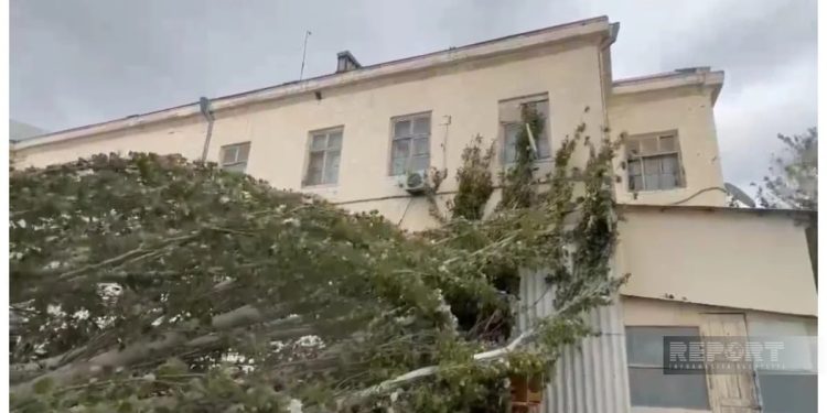 Sumqayıtda güclü külək ağacı peşə liseyinin üzərinə aşırıb