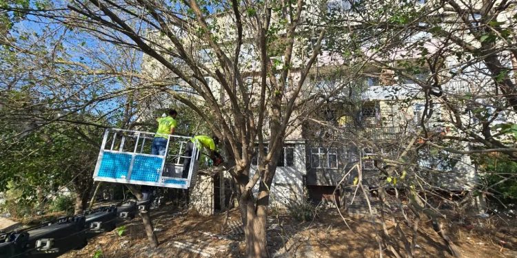 Bakıda təhlükə yaradan ağaclar müəyyən edilərək götürülür – FOTO