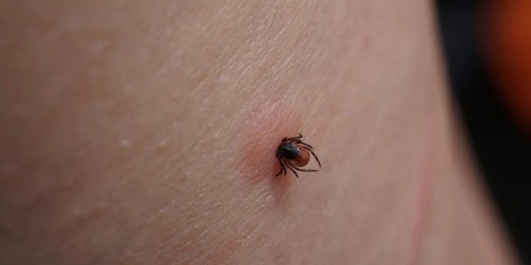 Çində gənə ilə yayılan yeni virus aşkarlanıb
